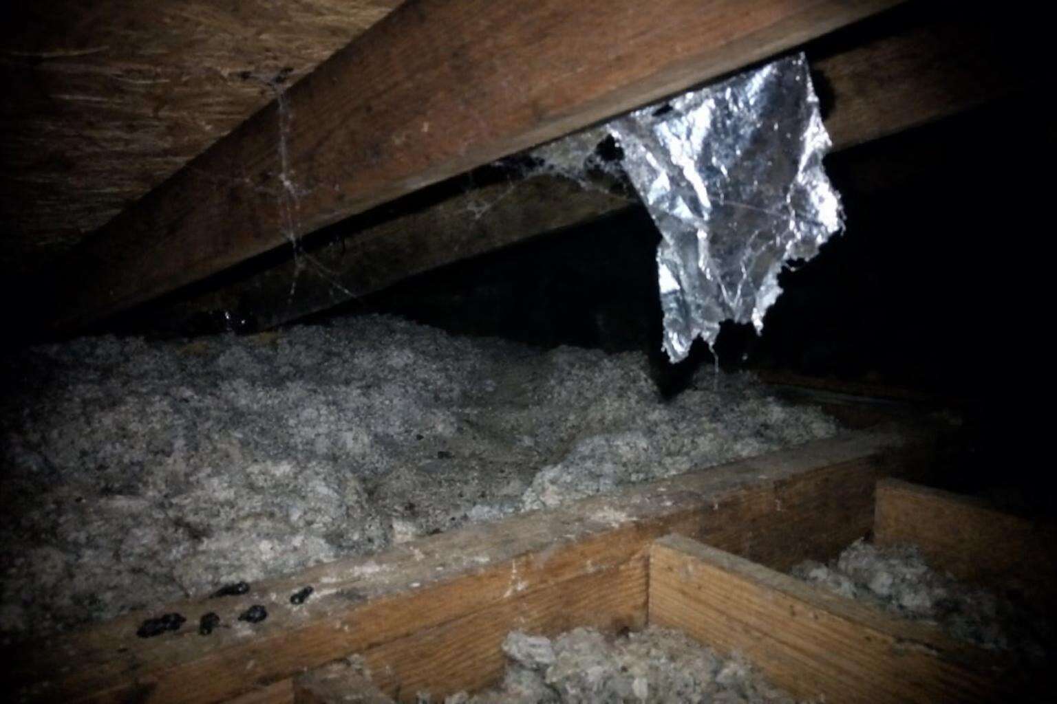 A dark attic corner by flashlight, old insulation and droppings on a joist