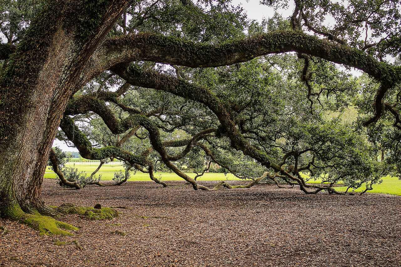 Heavy live oak limbs spreading against the sky
