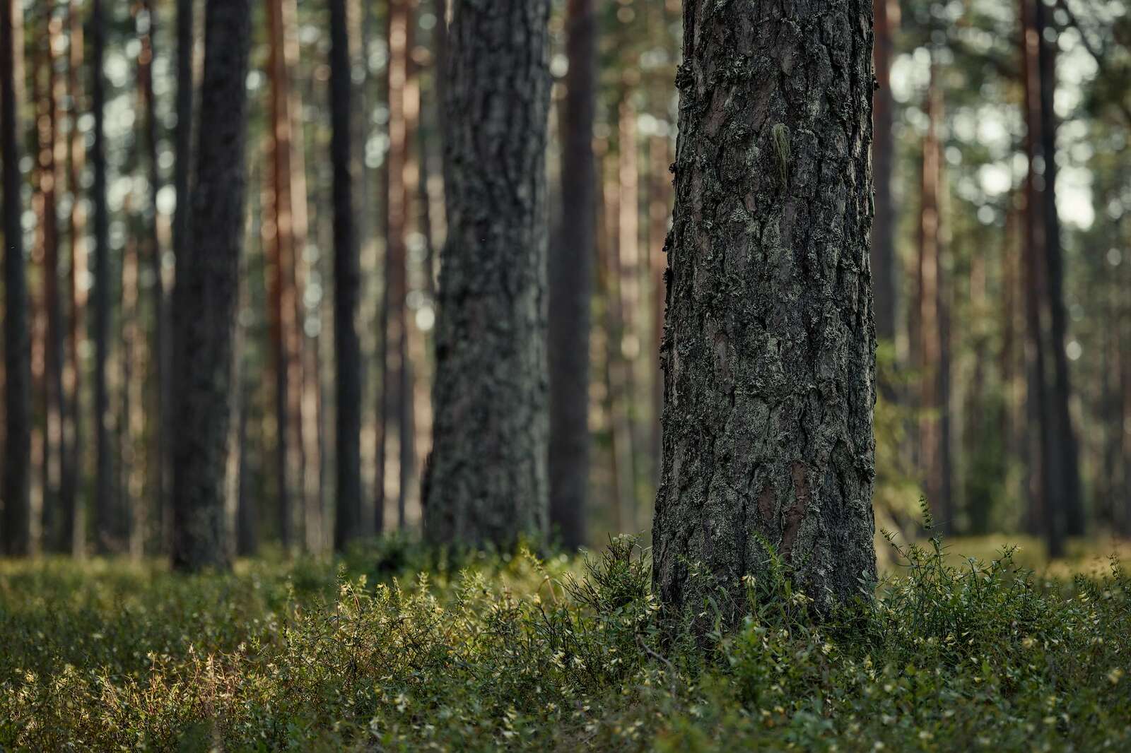 Tall pines with sunlight through the trunks, the forest Kingwood was cut from