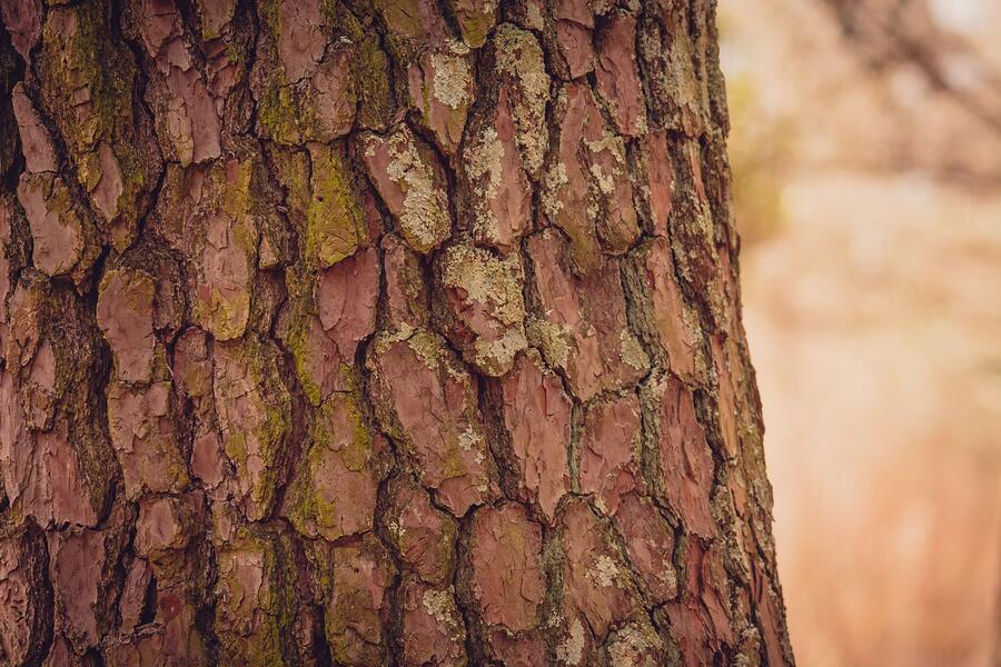 The trunk of a tall pine, bark plates close up