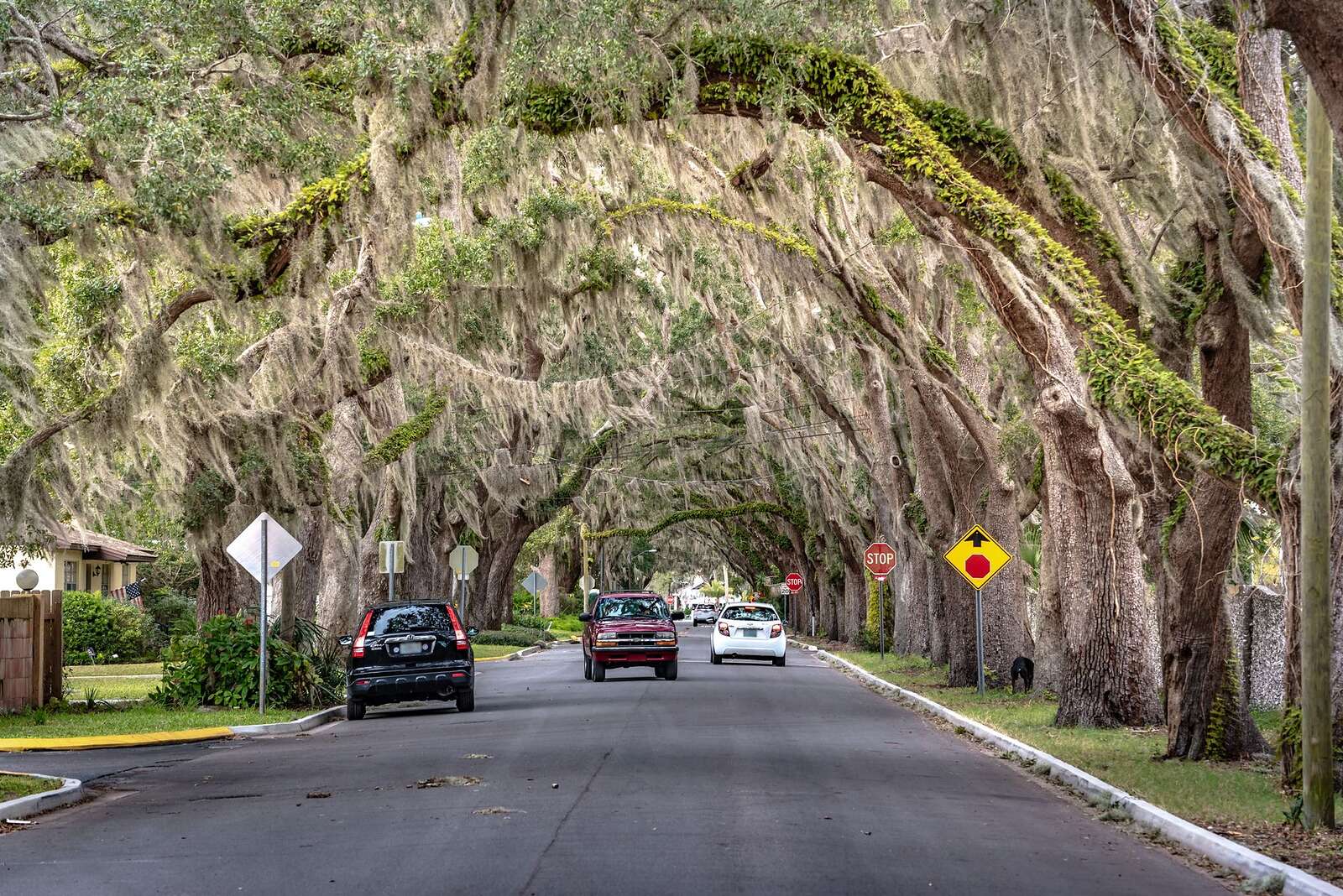 A street of older houses under live oaks draped with Spanish moss
